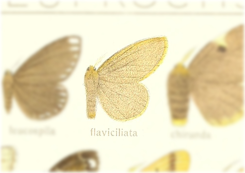 Toxoproctis flavociliata