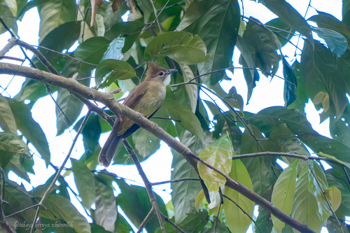 Ochraceous Bulbul (Alophoixus ochraceus), photo 2