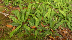 Blechnum durum