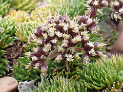 Anisotome procumbens, photograph (c) Leon Perrie, some rights reserved (CC BY)