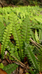 Blechnum durum