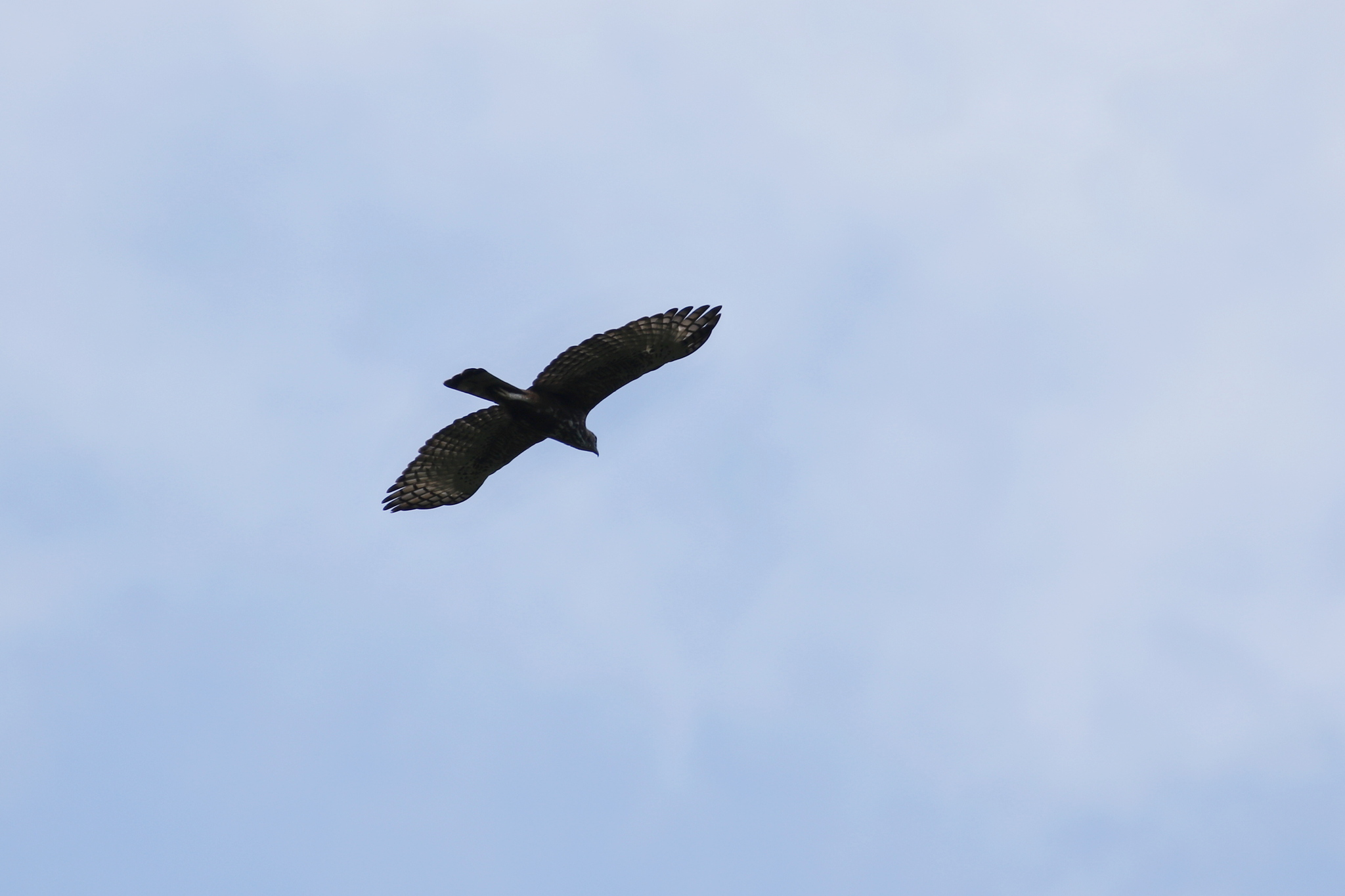 Changeable Hawk-Eagle (Nisaetus cirrhatus), photo 3