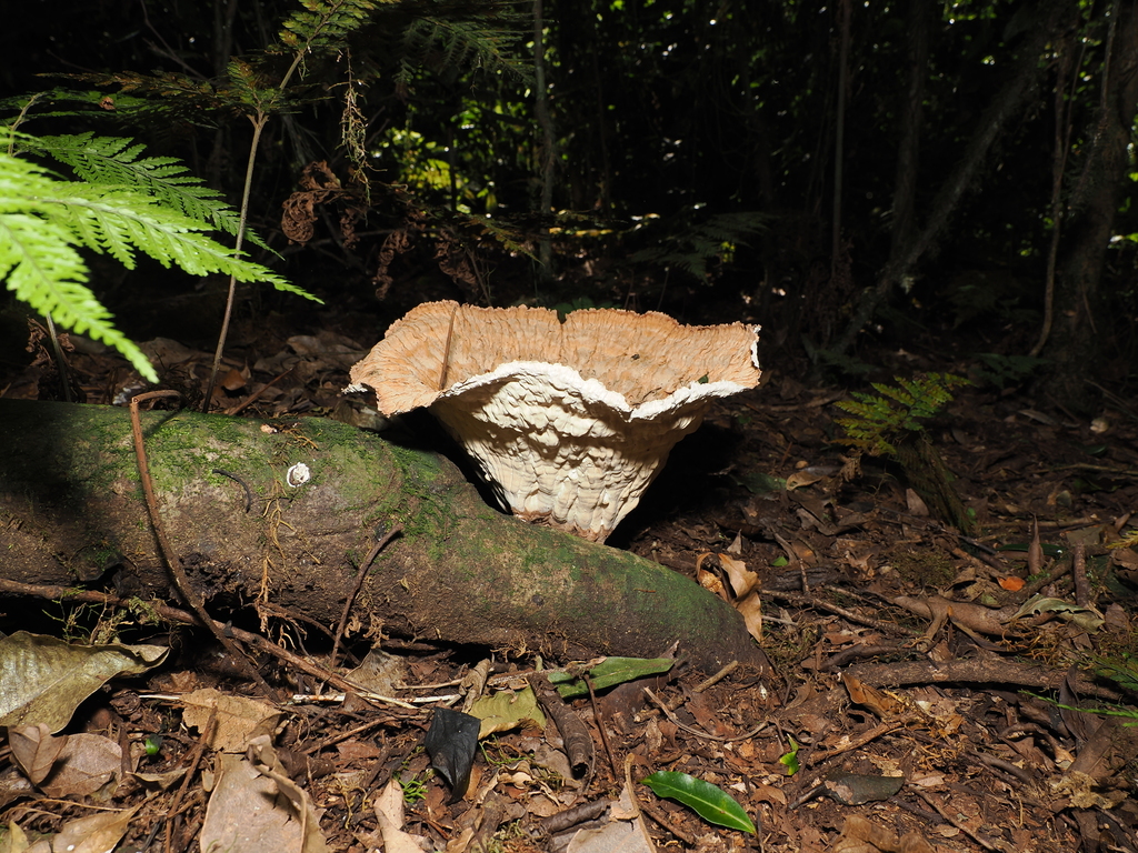 Cymatoderma elegans · January 2026 · photo: © lucaschristo (iNaturalist, cc-by)