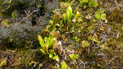 Notogrammitis crassior