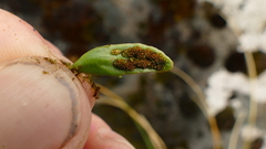 Notogrammitis crassior