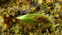 Notogrammitis crassior