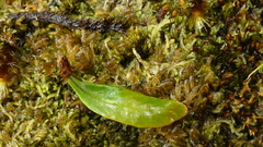 Notogrammitis crassior