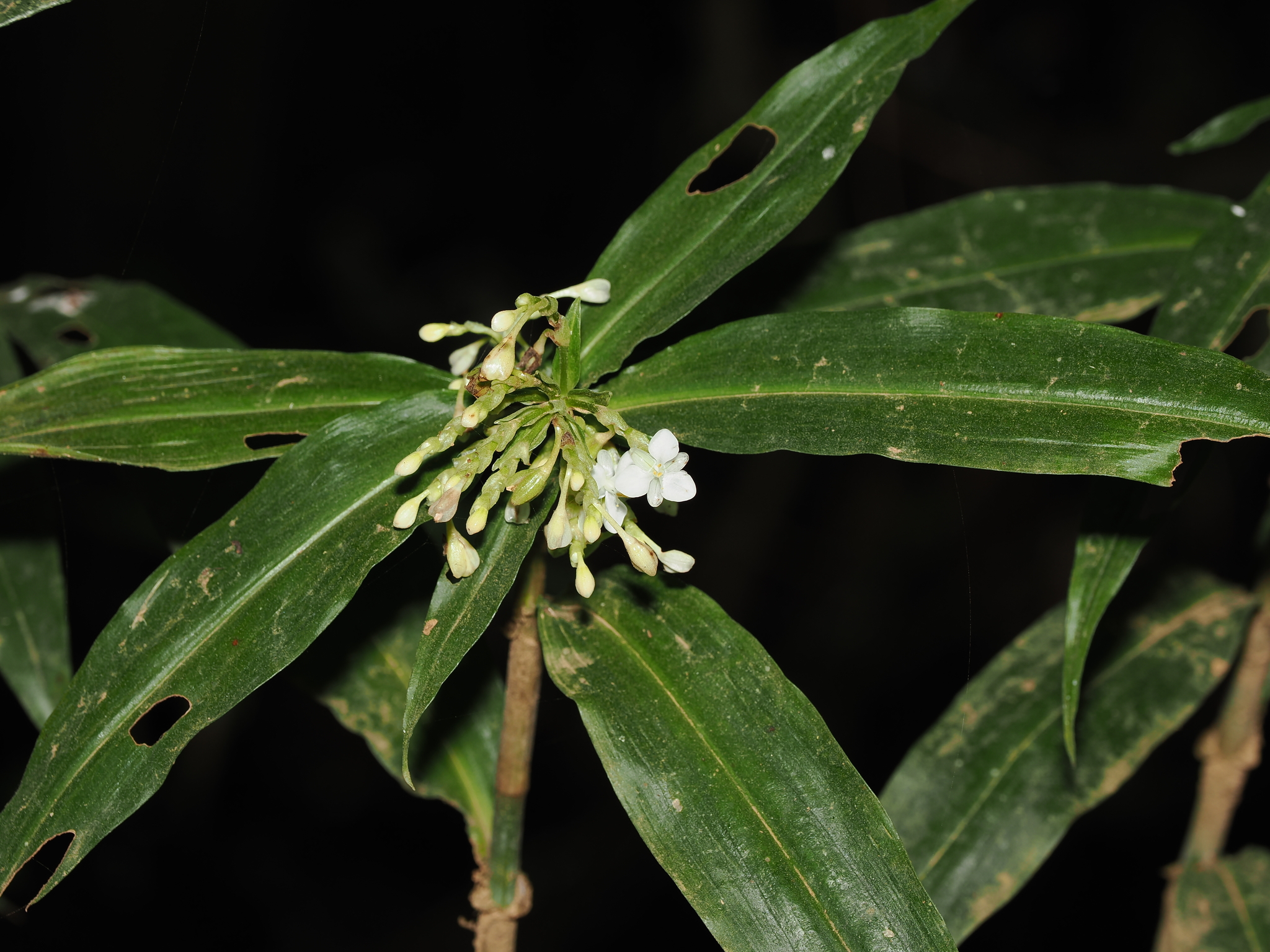 Pollia (Pollia crispata)