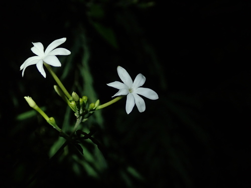 Jasminum fluminense