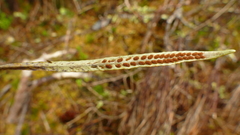 Notogrammitis angustifolia angustifolia