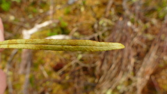 Notogrammitis angustifolia angustifolia