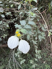 Mussaenda pubescens