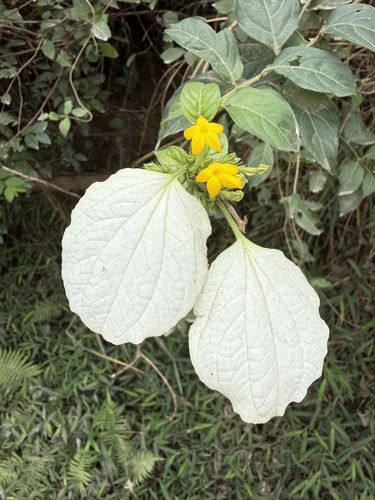 Mussaenda pubescens, photograph 2