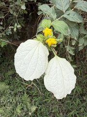 Mussaenda pubescens, photograph author not stated, no rights reserved