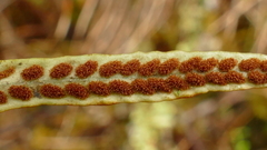 Notogrammitis angustifolia angustifolia