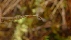 Notogrammitis angustifolia angustifolia