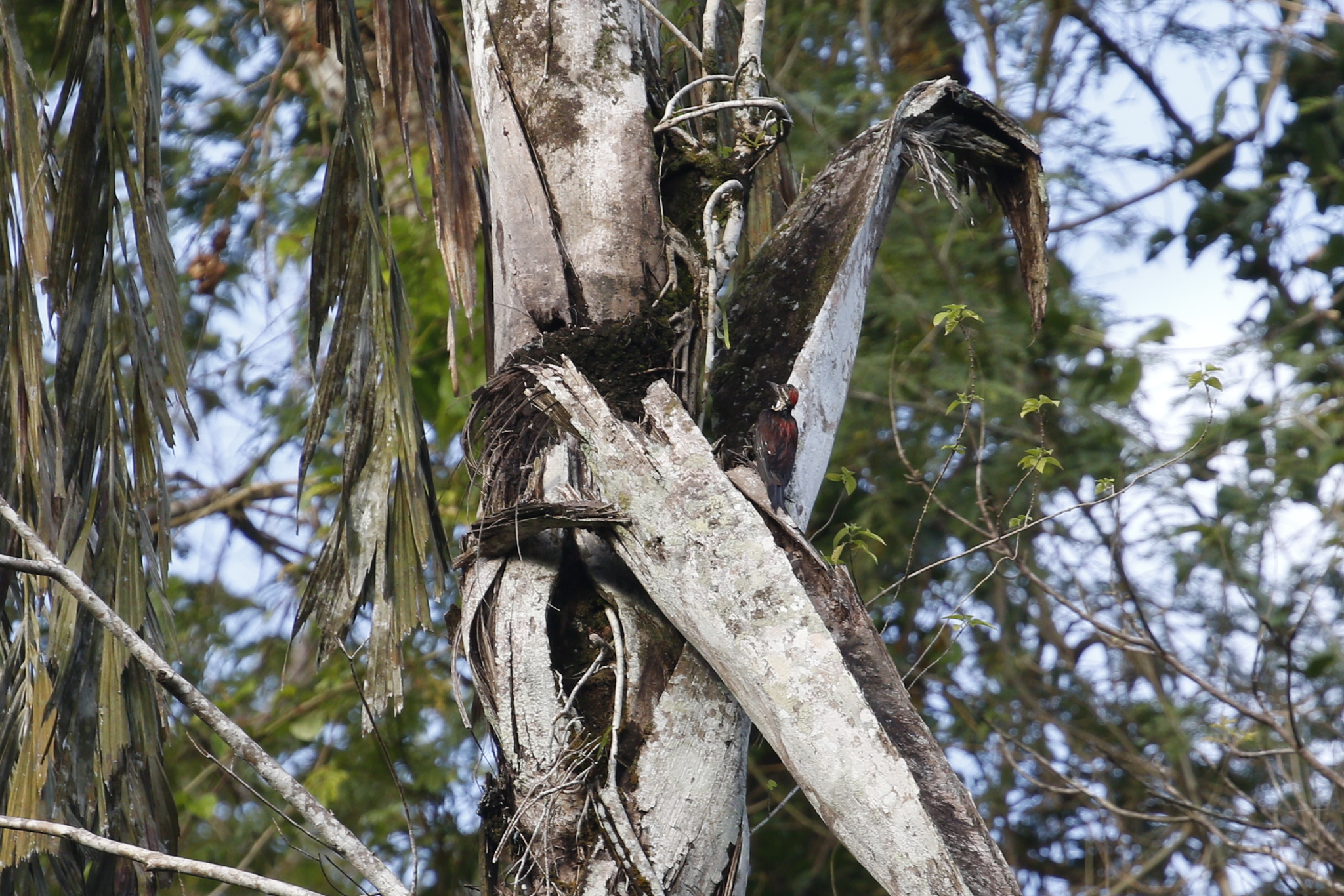 Red-backed Flameback (Dinopium psarodes), photo 6