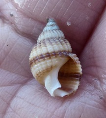 Nassarius perpinguis