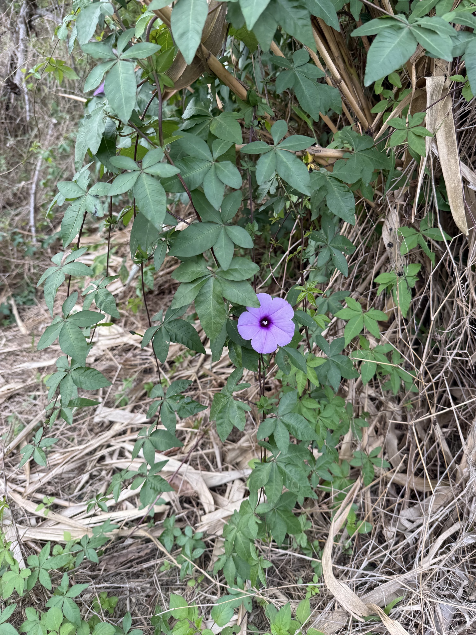 Ipomoea cairica (Ipomoea cairica)