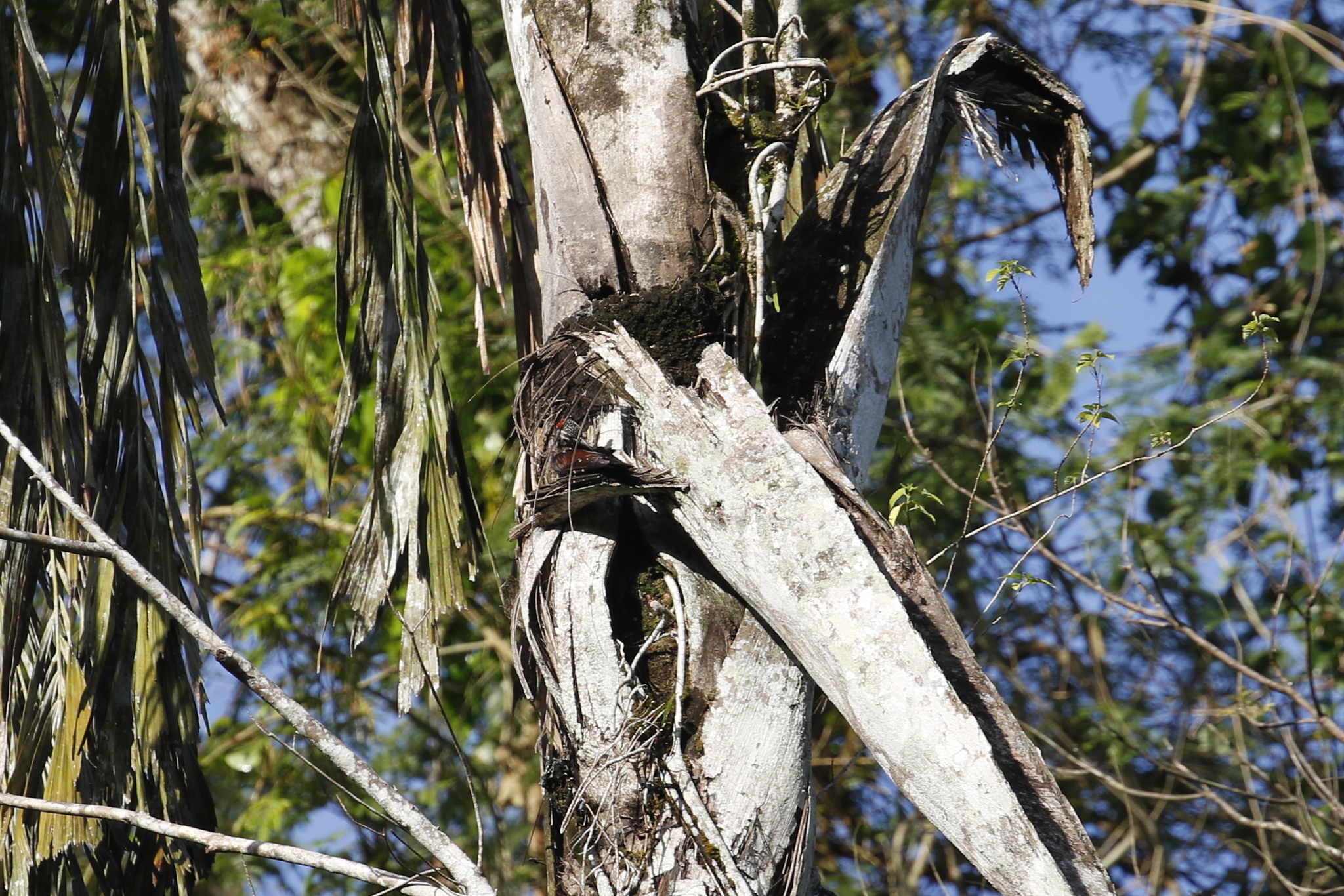 Red-backed Flameback (Dinopium psarodes), photo 10