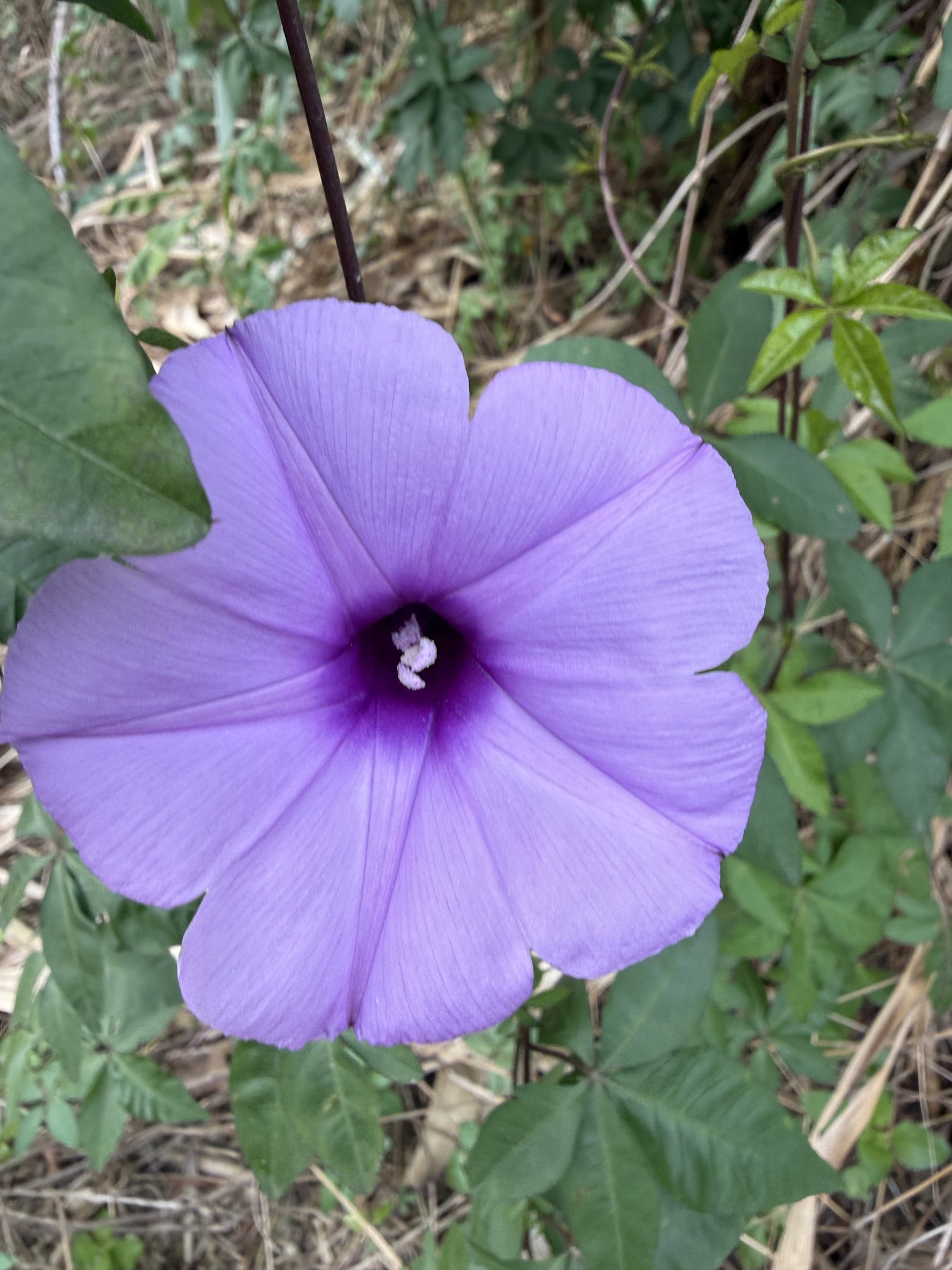 Ipomoea cairica — ảnh 2