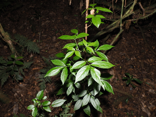 Sambucus australasica (Sambucus australasica)