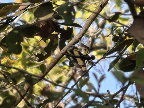 Common Picture Wing