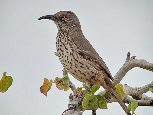 Gray Thrasher