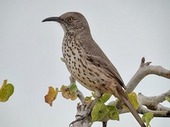 Gray Thrasher photo 3