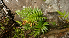 Asplenium scleroprium