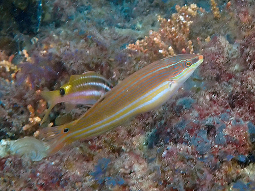Coris aurilineata observed 2026-01-17