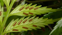 Asplenium scleroprium