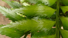 Asplenium scleroprium
