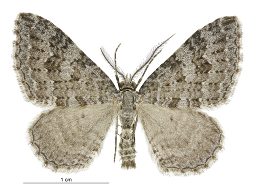 Helastia corcularia photo 3