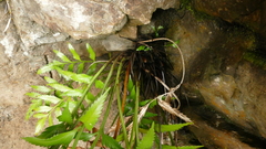 Asplenium scleroprium