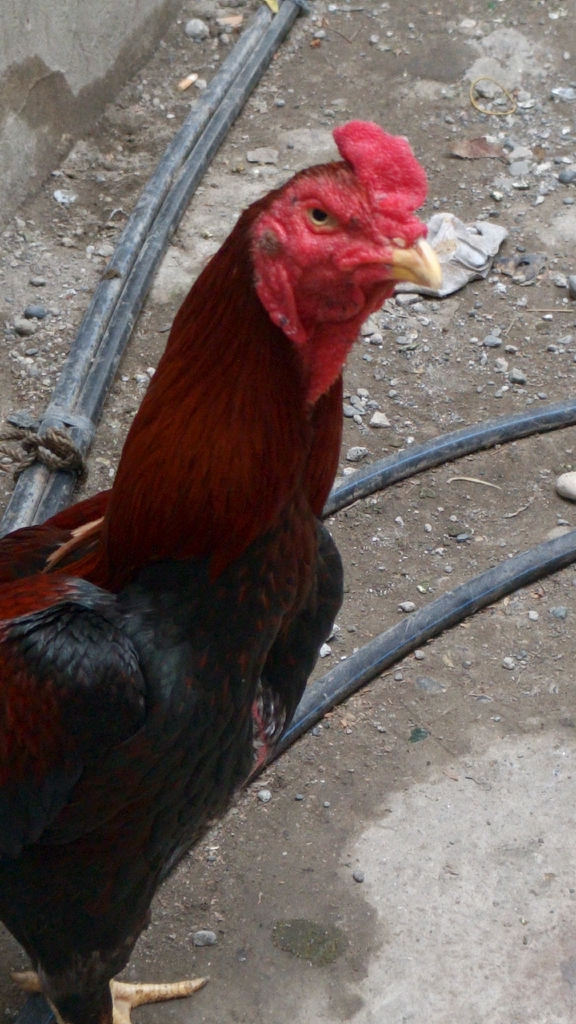 Ayam hutan merah (Gallus gallus)
