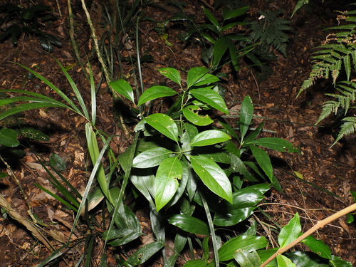 green bolly gum (Neolitsea australiensis)