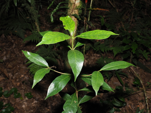 native gardenia (Atractocarpus benthamianus)