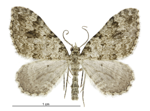 Helastia cinerearia photo 3