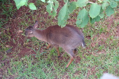 Nesotragus moschatus