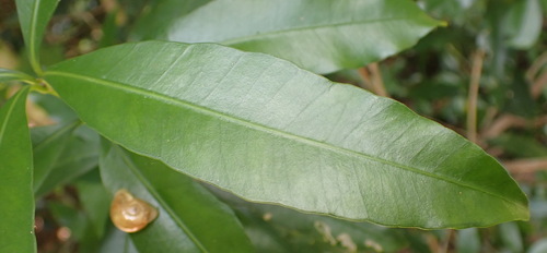 Knysna Boxwood (Gonioma kamassi)