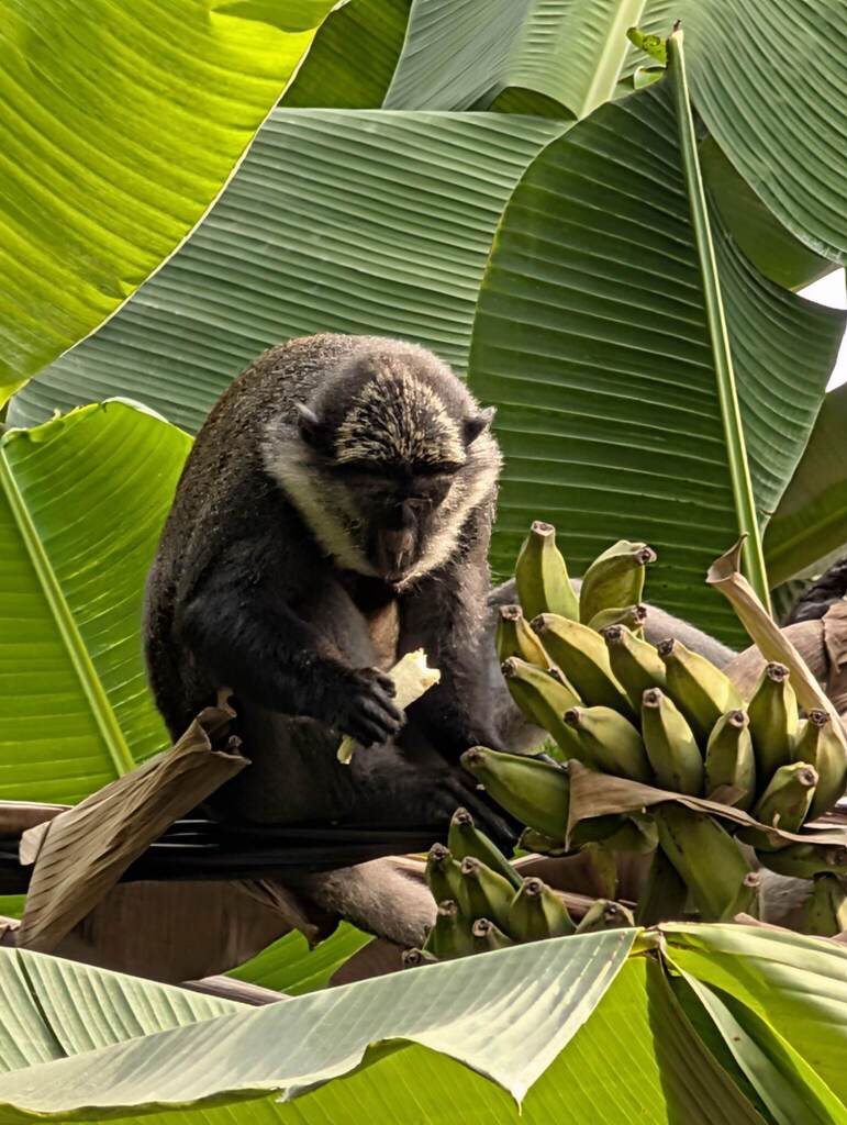 Red-bellied Monkey