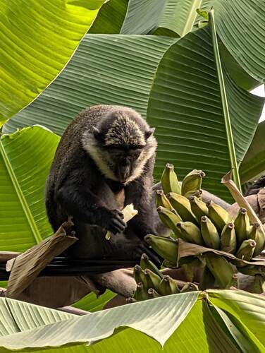 Red-bellied Monkey