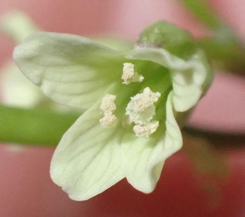 Cardamine africana observed 2026-01-31