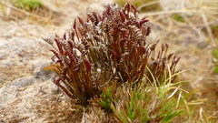 Schizaea australis