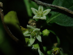Metastelma parviflorum