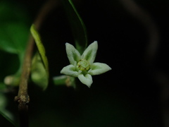 Metastelma parviflorum