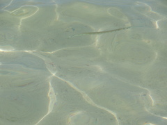 Platybelone argalus