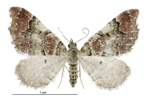Helastia cryptica thumbnail