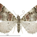 Helastia cryptica - Photo (c) Landcare Research New Zealand Ltd., some rights reserved (CC BY)